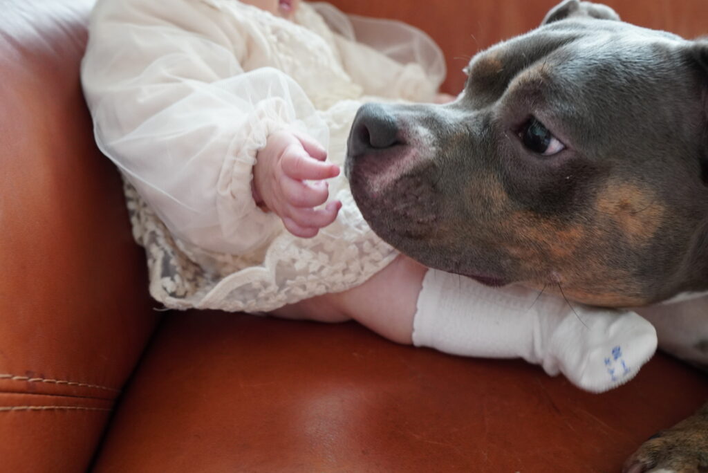 あかちゃんと犬