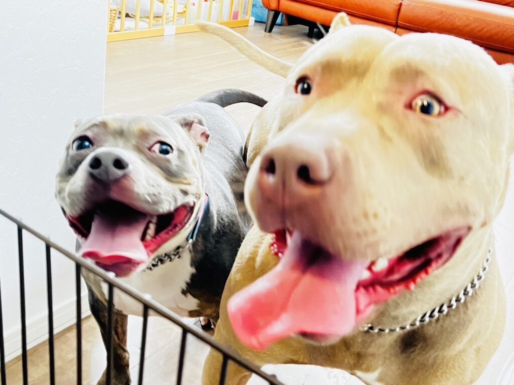 犬と犬