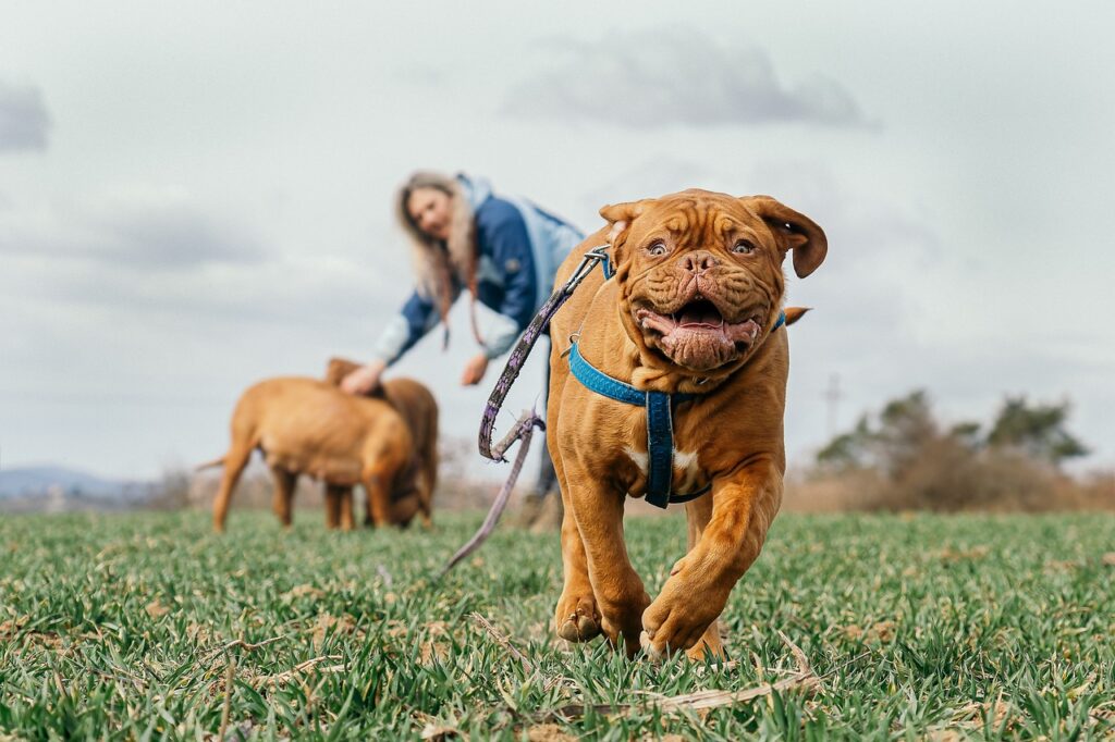 走る犬と飼い主