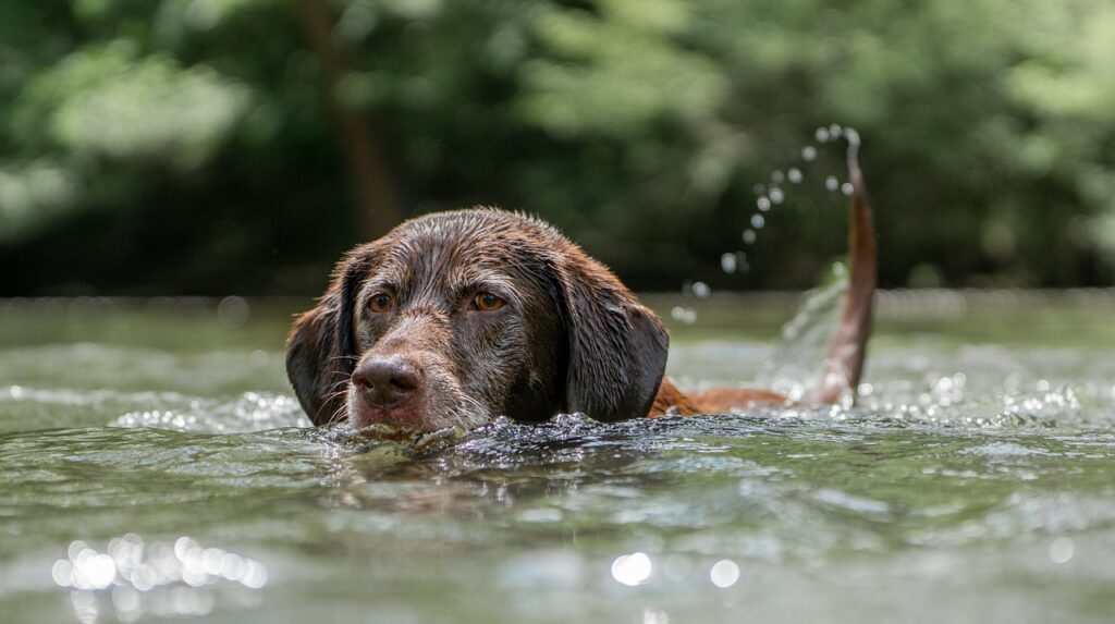 水と犬
