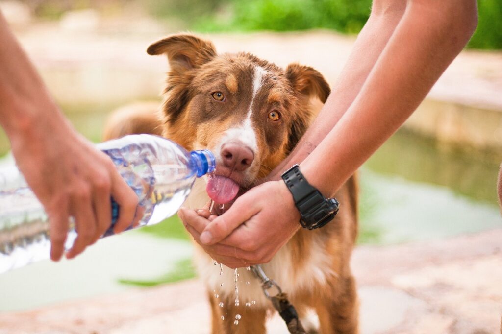 水飲む犬