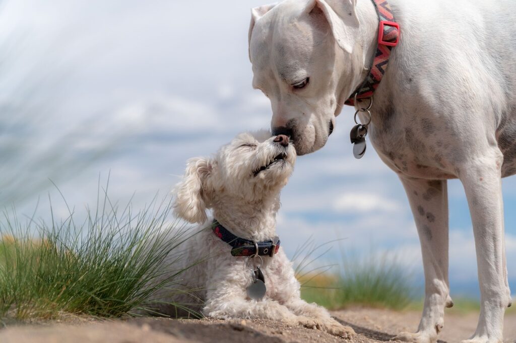 犬と犬