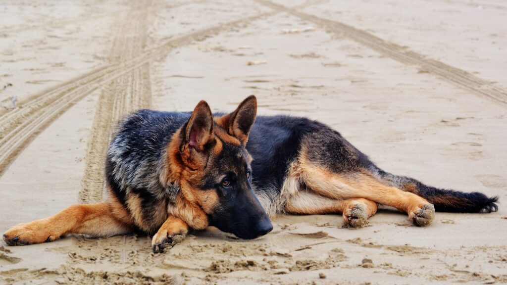 砂と犬